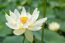 꽃, 여름꽃, 연꽃, 백련, 흰연꽃, 사진,이미지,일러스트,캘리그라피 - 깜찍이 사진일기작가 크라우드픽 - 저작권 걱정 없는 상업용 이미지