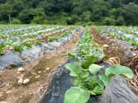 열무, 경작, 농업, 밭고랑, 밭, 사진,이미지,일러스트,캘리그라피 - 애롱작가 크라우드픽 - 저작권 걱정 없는 상업용 이미지