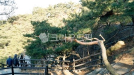 pine, 휘어진, 소나무, 멋, 둘레길, 사진,이미지,일러스트,캘리그라피 - 웅장작가 크라우드픽 - 저작권 걱정 없는 상업용 이미지