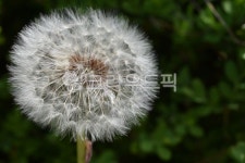 민들레, 민들레꽃, 자연, 여백, 공간, 사진,이미지,일러스트,캘리그라피 - 황소자리작가 크라우드픽 - 저작권 걱정 없는 상업용 이미지