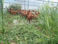 동물, animal, 닭, chicken, 가금류, 사진,이미지,일러스트,캘리그라피 - 부자맘작가 크라우드픽 - 저작권 걱정 없는 상업용 이미지