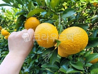 하귤, 제주도하귤, 감귤류과일, 귤, 과일, 사진,이미지,일러스트,캘리그라피 - phototo73작가 크라우드픽 - 저작권 걱정 없는 상업용 이미지
