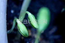 싹, 새싹, 식물, 발아, 멜론새싹, 사진,이미지,일러스트,캘리그라피 - Nbocrates68작가 크라우드픽 - 저작권 걱정 없는 상업용 이미지