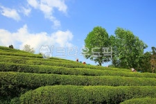 녹차밭, 농장, 대한다원, 자연풍경, 아름다움, 사진,이미지,일러스트,캘리그라피 - pandora4077작가 크라우드픽 - 저작권 걱정 없는 상업용... 