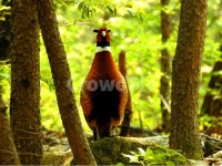 동물, 새, 산, 자연, 풍경, 사진,이미지,일러스트,캘리그라피 - 신도봉산작가 크라우드픽 - 저작권 걱정 없는 상업용 이미지