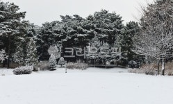 눈, 소나무, tree, plant, 식물, 사진,이미지,일러스트,캘리그라피 - Nbug5608작가 크라우드픽 - 저작권 걱정 없는 상업용 이미지