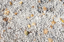 낙엽, 식물, 가을, 가을날씨, 은행잎, 사진,이미지,일러스트,캘리그라피 - 프테루가작가 크라우드픽 - 저작권 걱정 없는 상업용 이미지