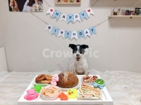 강아지, 생일파티, 개, 애완견, puppy, 사진,이미지,일러스트,캘리그라피 - 재간둥2작가 크라우드픽 - 저작권 걱정 없는 상업용 이미지