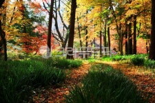 가을, 단풍, maple, 낙엽, autumn, 사진,이미지,일러스트,캘리그라피 - 고운경작가 크라우드픽 - 저작권 걱정 없는 상업용 이미지