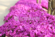 꽃, 꽃잔디, 분홍꽃, 꽃잎, 봄, 사진,이미지,일러스트,캘리그라피 - 韓남자작가 크라우드픽 - 저작권 걱정 없는 상업용 이미지