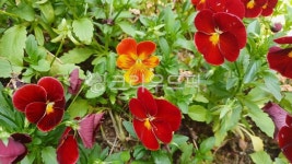 pansy, 팬지, flower, 꽃, petal, 사진,이미지,일러스트,캘리그라피 - wopp2450작가 크라우드픽 - 저작권 걱정 없는 상업용 이미지