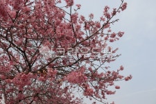 cherryblossom, 홍벚꽃, 흐린하늘, 붉은꽃, 봄꽃, 사진,이미지,일러스트,캘리그라피 - 언제나민들레작가 크라우드픽 - 저작권 걱정 없는... 