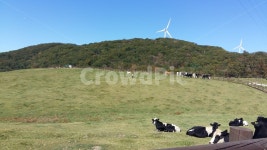 강원도, 목장, 소, outdoor, 들판, 사진,이미지,일러스트,캘리그라피 - junghwa작가 크라우드픽 - 저작권 걱정 없는 상업용 이미지