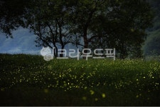 반딧불이, 반딧불, 운문산반딧불이, 나무, 식물, 사진,이미지,일러스트,캘리그라피 - pobiris작가 크라우드픽 - 저작권 걱정 없는 상업용 이미지