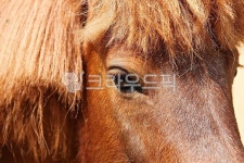 팜랜드, 말, 목장, 동물, 말목장, 사진,이미지,일러스트,캘리그라피 - 함께사는세상작가 크라우드픽 - 저작권 걱정 없는 상업용 이미지