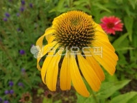 루드베키아, 루드베키아꽃, 꽃, 꽃잎, flower, 사진,이미지,일러스트,캘리그라피 - 오작교작가 크라우드픽 - 저작권 걱정 없는 상업용 이미지