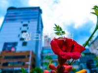 홍화, 백화, 흰꽃, 붉은꽃, 길거리꽃, 사진,이미지,일러스트,캘리그라피 - choes3작가 크라우드픽 - 저작권 걱정 없는 상업용 이미지