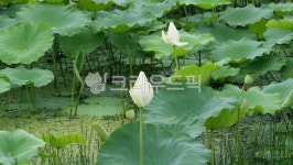 연꽃, 무안회산백련지, 무안연꽃방죽, 연, 로투스, 사진,이미지,일러스트,캘리그라피 - Nghpark7533작가 크라우드픽 - 저작권 걱정 없는... 