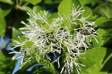 plant, 식물, 꽃, flower, 이팝나무, 사진,이미지,일러스트,캘리그라피 - benjamin작가 크라우드픽 - 저작권 걱정 없는 상업용 이미지