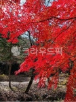 leaf, 잎, tree, 나무, maple, 사진,이미지,일러스트,캘리그라피 - mujeeny87작가 크라우드픽 - 저작권 걱정 없는 상업용 이미지