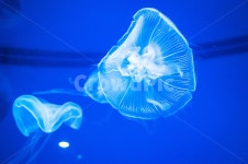 해파리, 젤리피쉬, jellyfish, 연체, 투명, 사진,이미지,일러스트,캘리그라피 - wins작가 크라우드픽 - 저작권 걱정 없는 상업용 이미지
