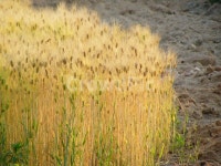 보리, 보리밭, 보리재배, 보리농사, 곡식, 사진,이미지,일러스트,캘리그라피 - 시대작가 크라우드픽 - 저작권 걱정 없는 상업용 이미지