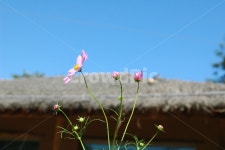 blossom, geranium, 제라늄, flower, 꽃, 사진,이미지,일러스트,캘리그라피 - 마에스트로김작가 크라우드픽 - 저작권 걱정 없는 상업용 이미지