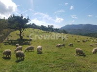 양, 목초지, 농장, 목장, 방목, 사진,이미지,일러스트,캘리그라피 - 긋멀닝작가 크라우드픽 - 저작권 걱정 없는 상업용 이미지