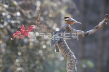 곤줄바기, 박새, 동물, 생태, 조류, 사진,이미지,일러스트,캘리그라피 - 풍경소리 2작가 크라우드픽 - 저작권 걱정 없는 상업용 이미지