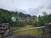 감귤밭, 돌담, 정낭, 제주문화, 감귤, 사진,이미지,일러스트,캘리그라피 - 타임워크작가 크라우드픽 - 저작권 걱정 없는 상업용 이미지