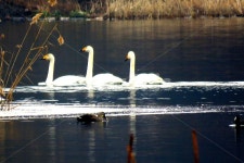 동물, 새, 주류, 고니, 풍경, 사진,이미지,일러스트,캘리그라피 - 신도봉산작가 크라우드픽 - 저작권 걱정 없는 상업용 이미지