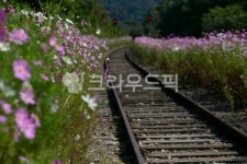 코스모스, cosmos, 꽃, flower, 꽃길, 사진,이미지,일러스트,캘리그라피 - 고운경작가 크라우드픽 - 저작권 걱정 없는 상업용 이미지