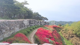 고창읍성, 걷다, 옥외, 철쭉꽃, 길, 사진,이미지,일러스트,캘리그라피 - 별빛바다향기작가 크라우드픽 - 저작권 걱정 없는 상업용 이미지