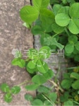 잎, 식물, leaf, plant, 크로바, 사진,이미지,일러스트,캘리그라피 - 맹이작가 크라우드픽 - 저작권 걱정 없는 상업용 이미지