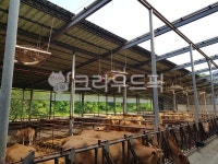 cattle, 가축, 소, 축사, animal, 사진,이미지,일러스트,캘리그라피 - 정가네작가 크라우드픽 - 저작권 걱정 없는 상업용 이미지