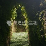 숲, 나무, 동굴, 나뭇잎, 자연테라피, 사진,이미지,일러스트,캘리그라피 - dhea30작가 크라우드픽 - 저작권 걱정 없는 상업용 이미지