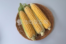 옥수수, 초당옥수수, 간식, 여름간식, 노란, 사진,이미지,일러스트,캘리그라피 - 스냅샷경이작가 크라우드픽 - 저작권 걱정 없는 상업용 이미지