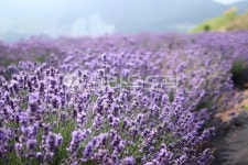 라벤더, 라벤더꽃, 라벤더밭, 라벤더농원, 라벤다, 사진,이미지,일러스트,캘리그라피 - Nyeomi_snap작가 크라우드픽 - 저작권 걱정 없는 상업용... 