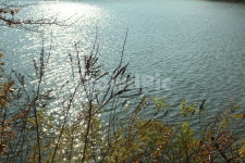 윤슬, 호수에비친햇살, 늦가을호숫가, 호수와나무들, 호숫가나무, 사진,이미지,일러스트,캘리그라피 - jammellis작가 크라우드픽 - 저작권 걱정... 