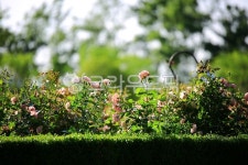 순천만국가정원1호, 테마공원, 자연생태공원, 자연, 옥외, 사진,이미지,일러스트,캘리그라피 - pandora4077작가 크라우드픽 - 저작권 걱정... 