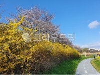 길, 도로, road, 개나리, 벚꽃, 사진,이미지,일러스트,캘리그라피 - 모산작가 크라우드픽 - 저작권 걱정 없는 상업용 이미지