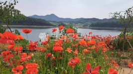 요산공원, 양귀비, 양귀비꽃, flower, 꽃, 사진,이미지,일러스트,캘리그라피 - 쓰리에스작가 크라우드픽 - 저작권 걱정 없는 상업용 이미지