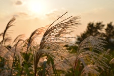 순천만, 갈대, 갈대숲, 일몰, 순천, 사진,이미지,일러스트,캘리그라피 - Nna19891211작가 크라우드픽 - 저작권 걱정 없는 상업용 이미지