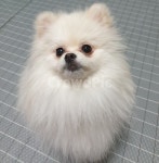 강아지, 포메라니안, 강아지정면, pomeranian, dog, 사진,이미지,일러스트,캘리그라피 - Nmikimi_0530작가 크라우드픽 - 저작권 걱정 없는... 