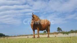 달구지, 꼴망태, 쟁기, 농업, 일, 사진,이미지,일러스트,캘리그라피 - Nkch6541작가 크라우드픽 - 저작권 걱정 없는 상업용 이미지