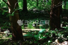 여름, 계곡, 이끼, 숲속, 반영, 사진,이미지,일러스트,캘리그라피 - 그대로작가 크라우드픽 - 저작권 걱정 없는 상업용 이미지