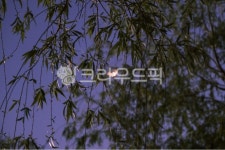 달, 저녁, 나무, tree, outdoors, 사진,이미지,일러스트,캘리그라피 - Nnu05130작가 크라우드픽 - 저작권 걱정 없는 상업용 이미지