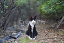 고양이, 숲속, 생물, pet, cat, 사진,이미지,일러스트,캘리그라피 - Nmickey530작가 크라우드픽 - 저작권 걱정 없는 상업용 이미지