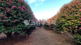 동백, 꽃, 나무, camellia, tree, 사진,이미지,일러스트,캘리그라피 - Njkm8615작가 크라우드픽 - 저작권 걱정 없는 상업용 이미지