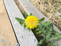 민들레, 꽃, flower, 노란색, 봄, 사진,이미지,일러스트,캘리그라피 - wj242작가 크라우드픽 - 저작권 걱정 없는 상업용 이미지